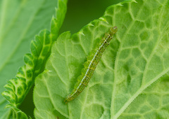 Ypsolopha parenthesella