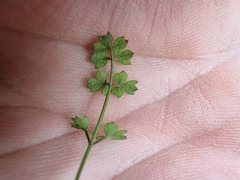 Chaerophyllum ramosum