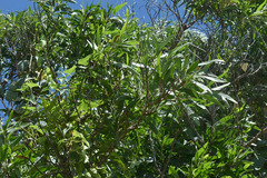 Acacia polystachya