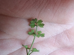 Chaerophyllum ramosum