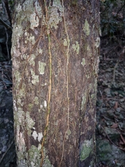 Diospyros mabacea