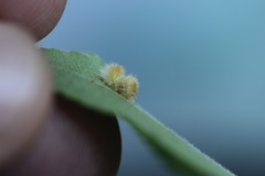 Caryomyia holotricha