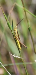 Mermiria intertexta