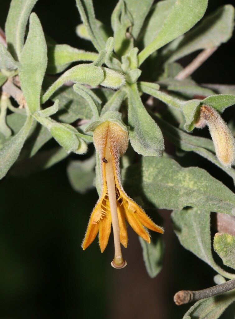 Scaevola tomentosa