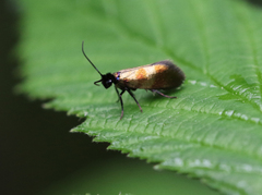 Micropterix mansuetella