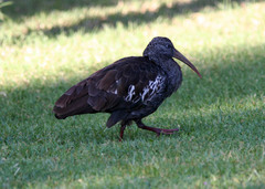 Bostrychia carunculata