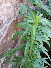 Erigeron sumatrensis