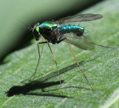 Condylostylus comatus