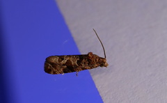 Lobesia xylistis