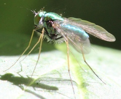 Condylostylus comatus