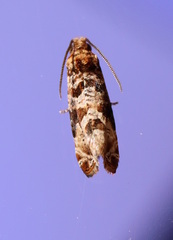 Lobesia xylistis