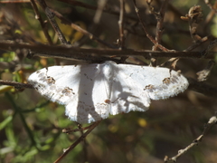 Scopula decorata