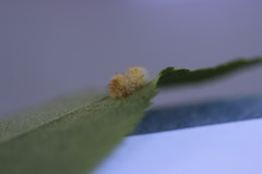 Caryomyia holotricha