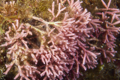 Tricleocarpa fragilis