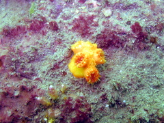 Dendrophyllia