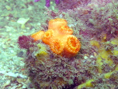 Dendrophyllia