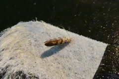 Cameraria hamadryadella