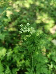 Chaerophyllum prescottii