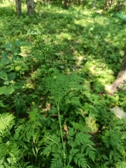 Chaerophyllum prescottii