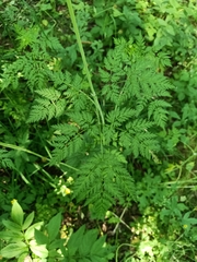 Chaerophyllum prescottii