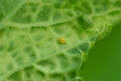 Deuterosminthurus pallipes