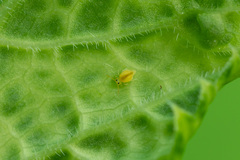 Deuterosminthurus pallipes