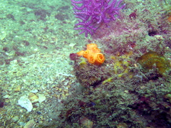 Dendrophyllia