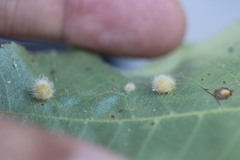 Caryomyia holotricha