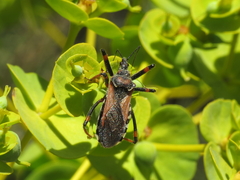 Rhynocoris cuspidatus