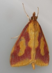 Ostrinia palustralis