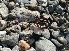 Neptis rivularis