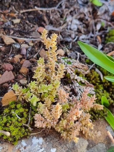 Crassula lanceolata