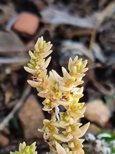 Crassula lanceolata