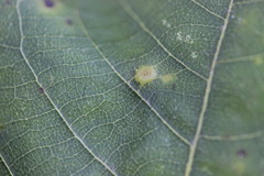 Caryomyia holotricha