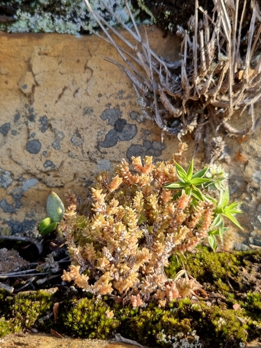 Crassula lanceolata