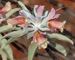 Eremophila macmillaniana