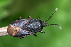 Drymus sylvaticus