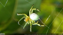 Aoaraneus pentagrammicus