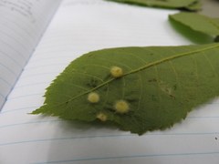 Caryomyia holotricha