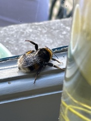 Bombus terrestris