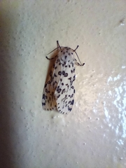 Alpenus maculosa