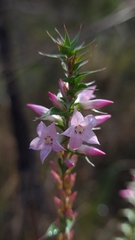 Epacris purpurascens