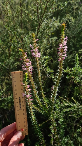 Image of Epacris purpurascens by (c) Petra Holland, some rights reserved (CC BY)