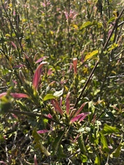 Anisotes formosissimus