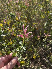 Anisotes formosissimus