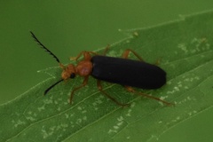 Neopyrochroa