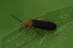 Neopyrochroa