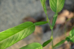 Tadehagi triquetrum