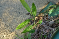 Tadehagi triquetrum