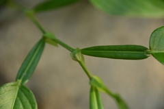 Tadehagi triquetrum